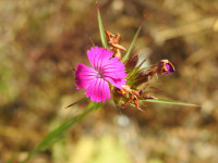 Dianthus carthusianorum