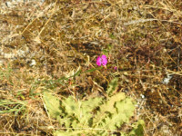 Dianthus carthusianorum