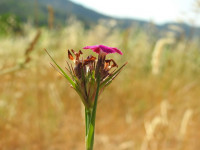 Dianthus carthusianorum