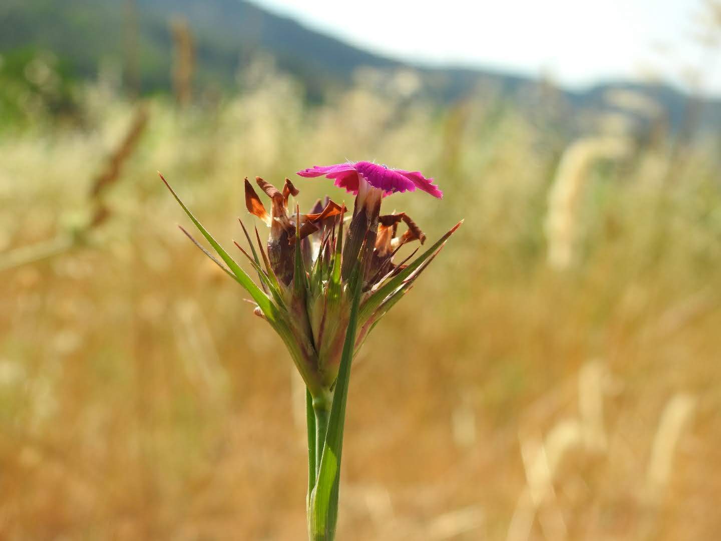 Dianthus carthusianorum
