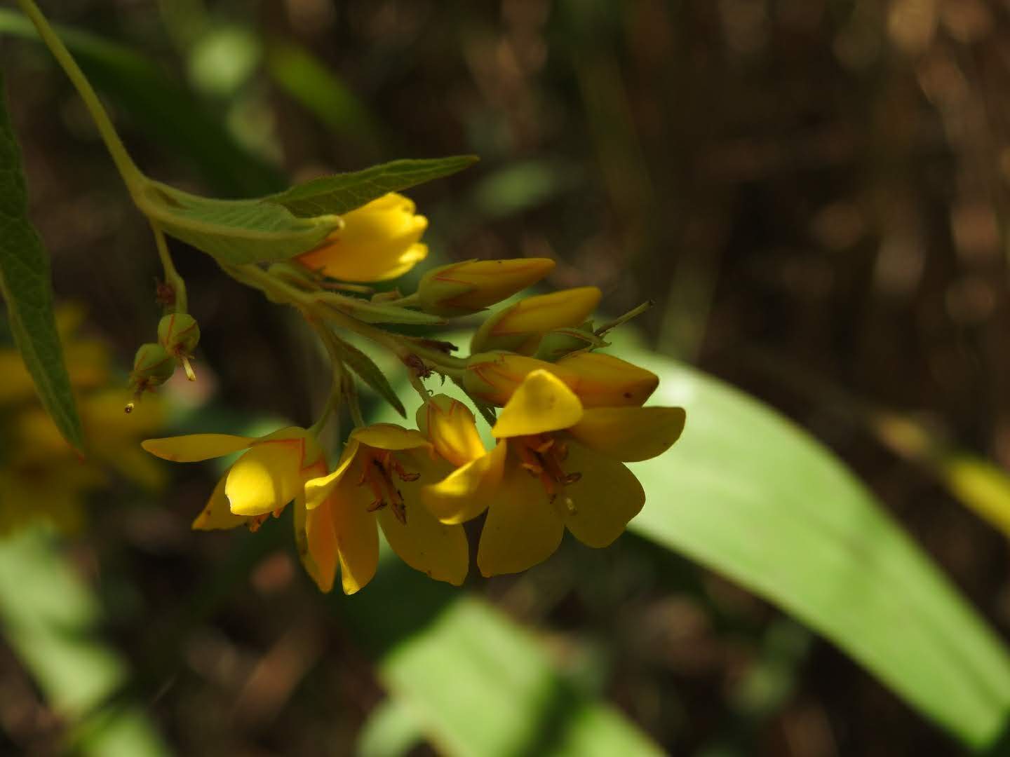 Lysimachia vulgaris