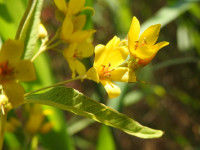 Lysimachia vulgaris