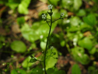 Samolus valerandi