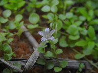 Lysimachia tenella