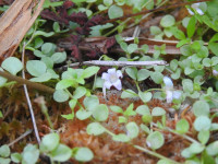 Lysimachia tenella