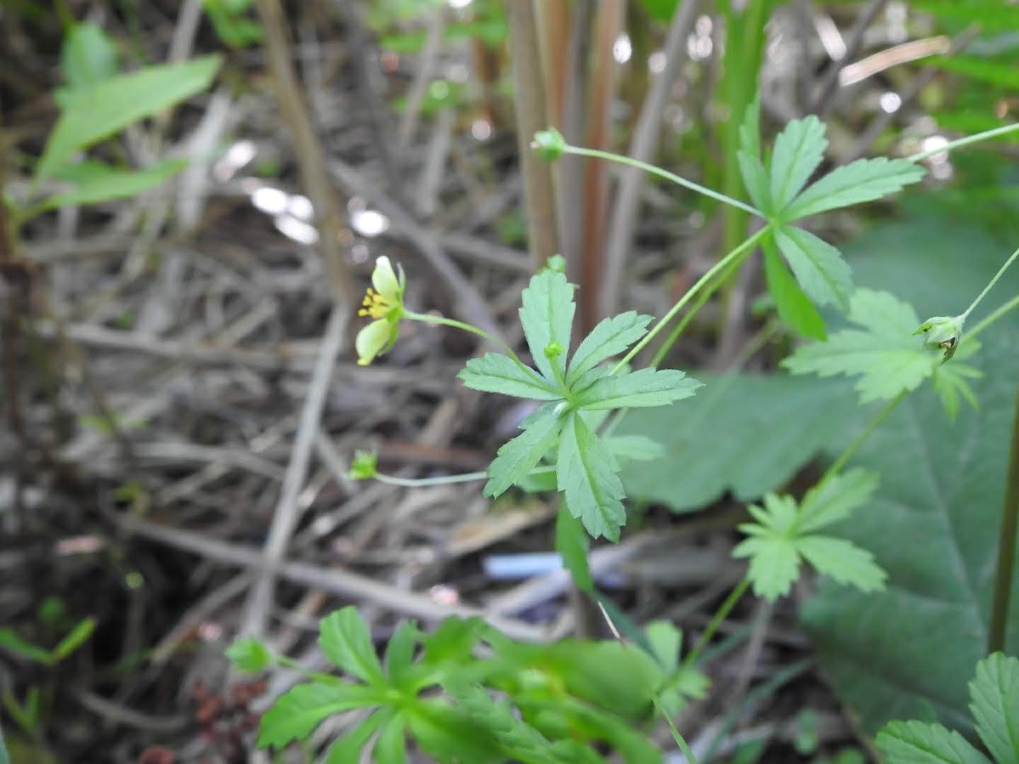 Potentilla erecta