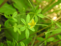 Potentilla erecta