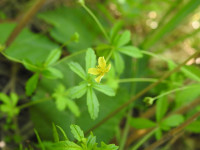 Potentilla erecta