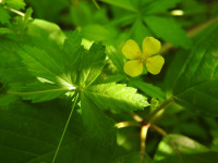 Potentilla erecta