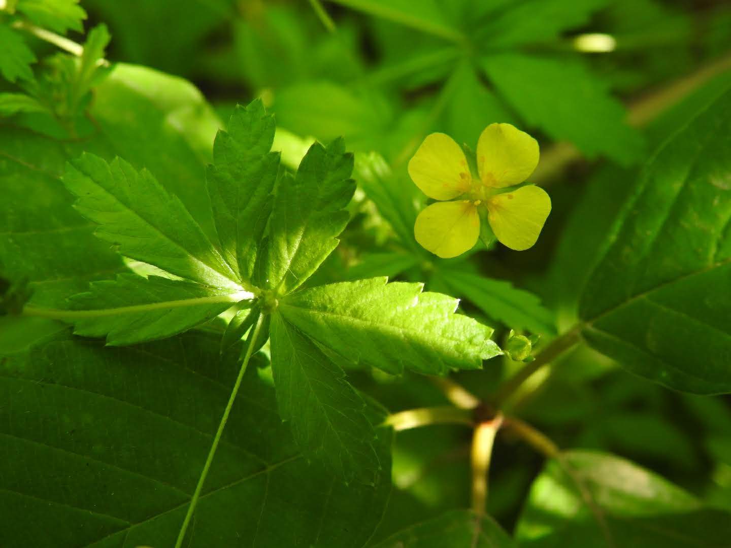 Potentilla erecta