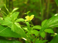 Potentilla erecta