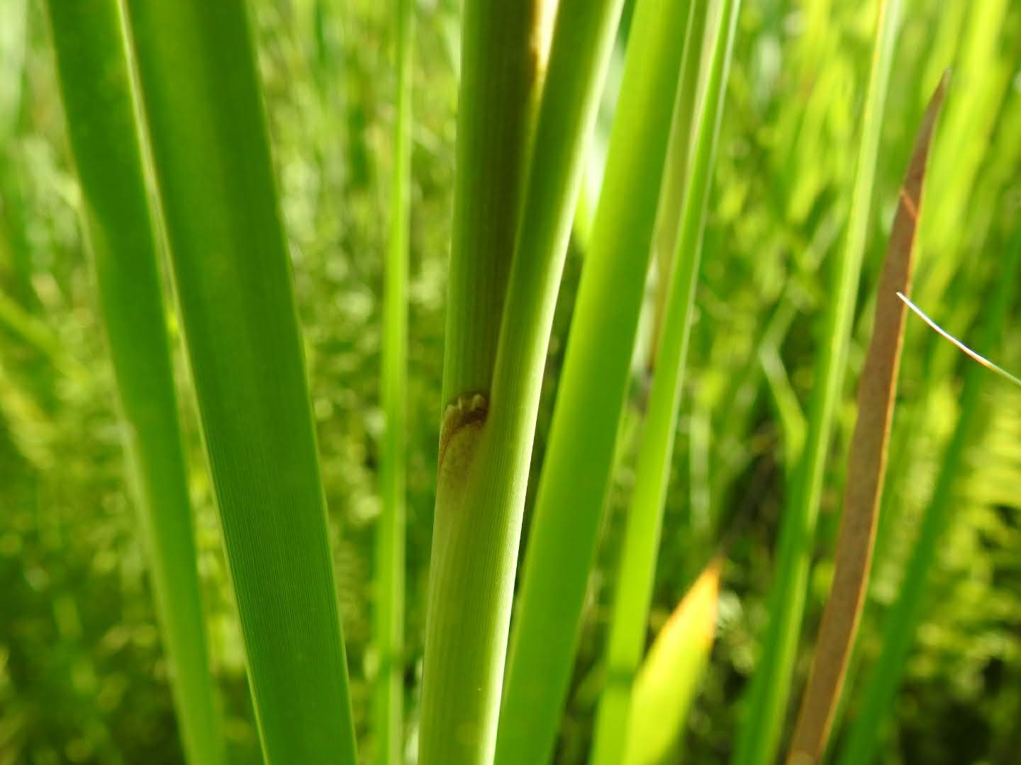 Typha angustifolia
