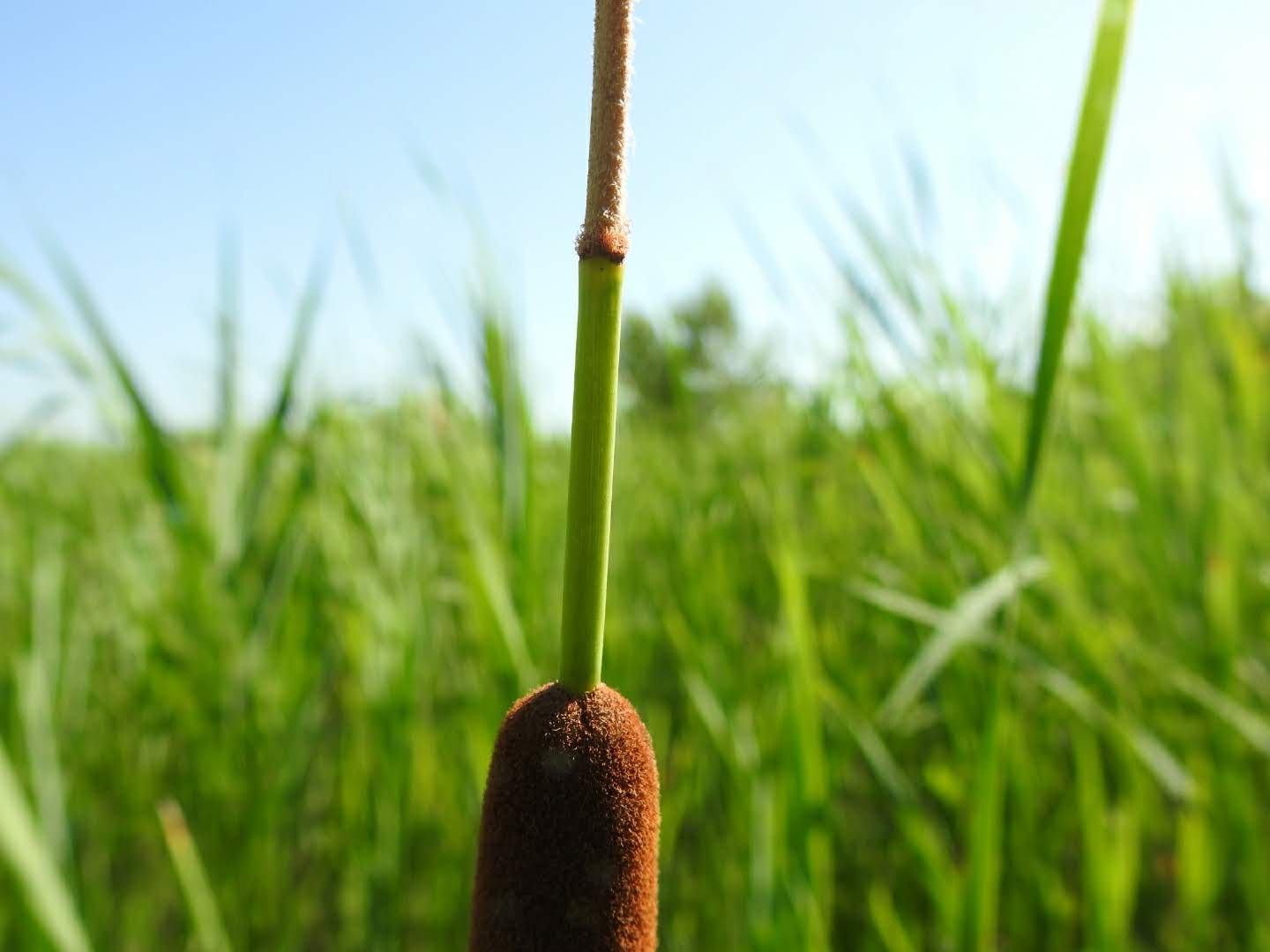 Typha angustifolia