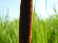 Typha angustifolia