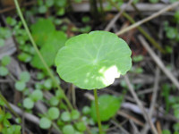 Hydrocotyle vulgaris
