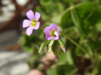 Oxalis latifolia