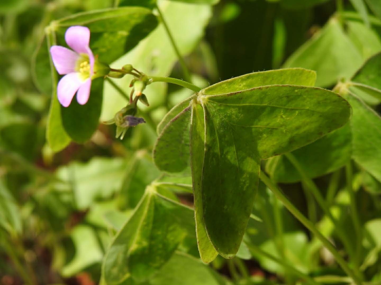 Oxalis latifolia