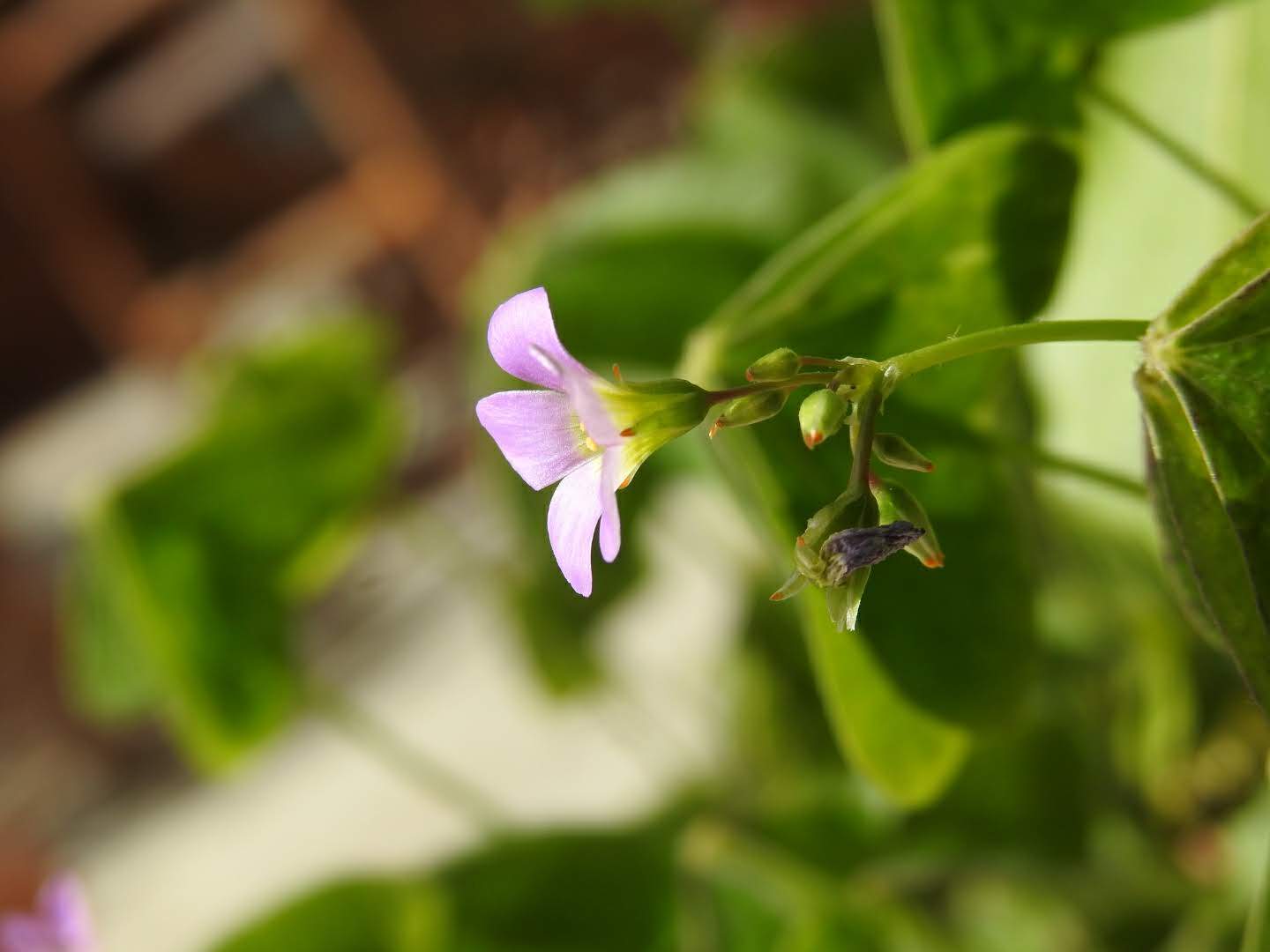 Oxalis latifolia