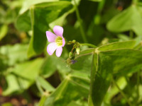 Oxalis latifolia