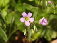 Oxalis latifolia