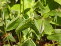 Oxalis latifolia