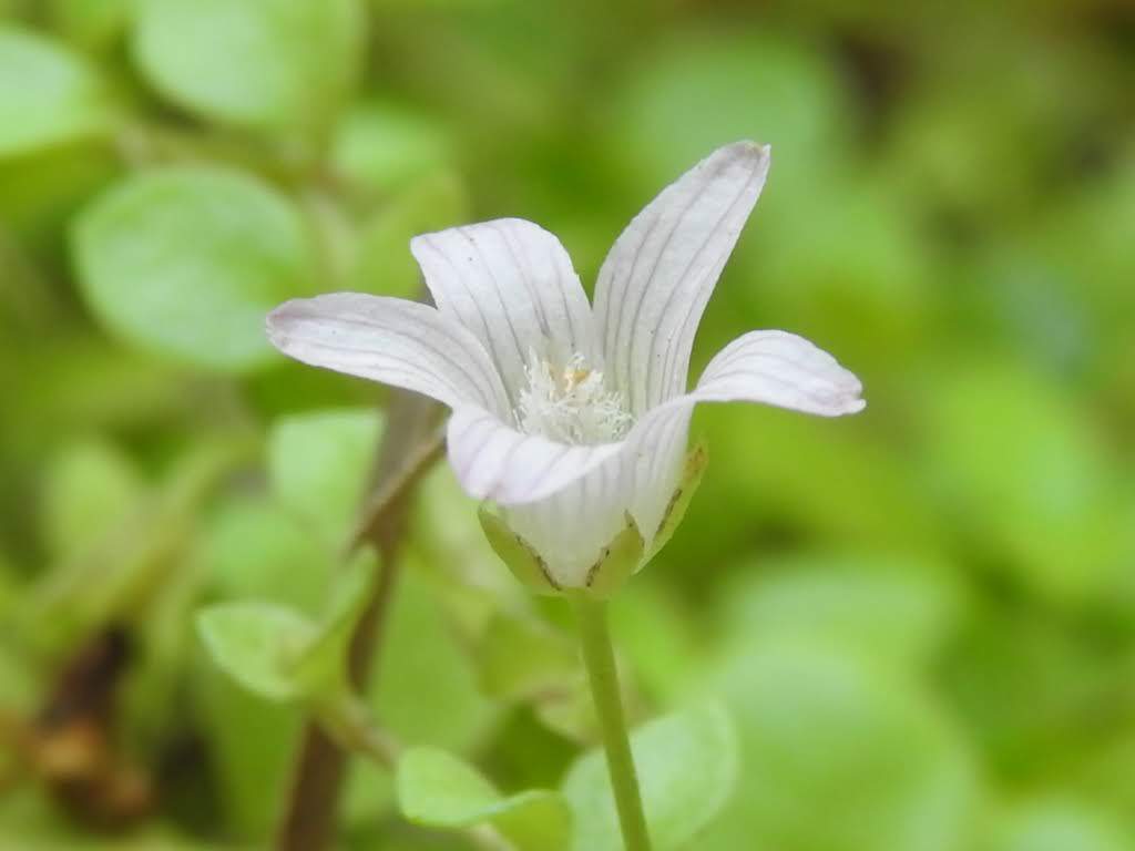 Lysimachia tenella
