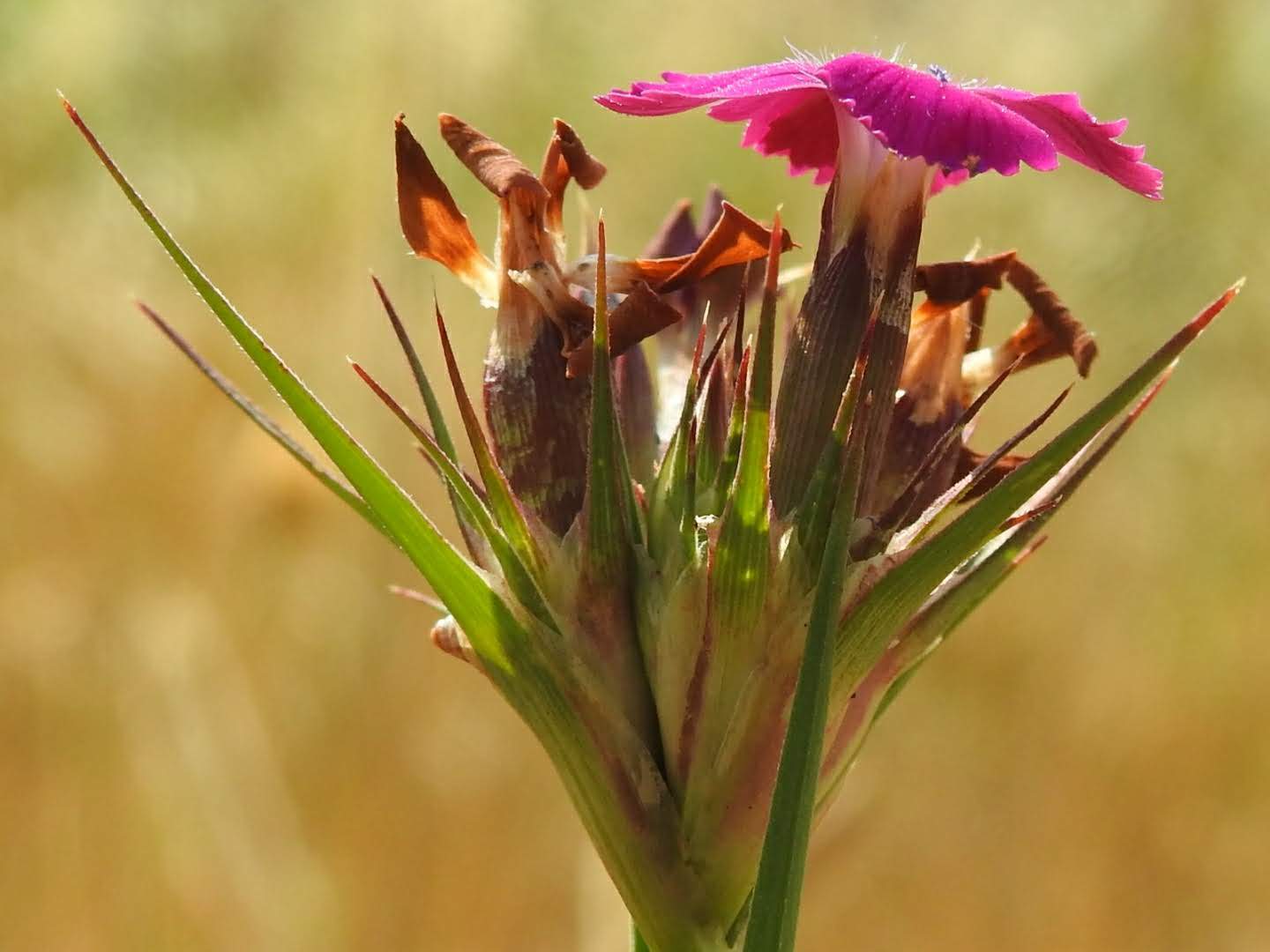 Dianthus carthusianorum