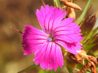 Dianthus carthusianorum