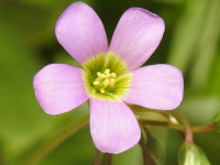 Oxalis latifolia