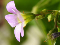 Oxalis latifolia