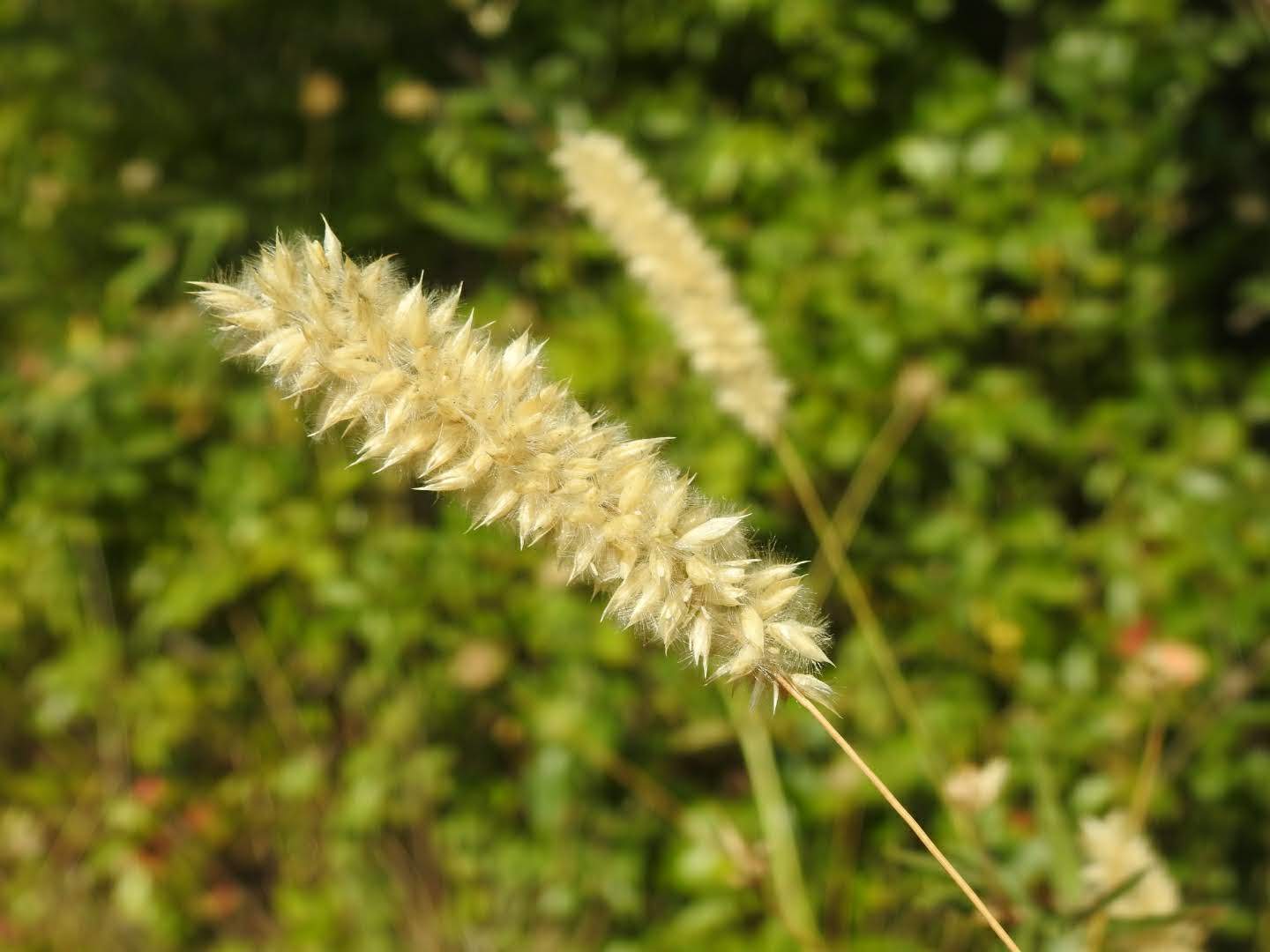 Melica ciliata