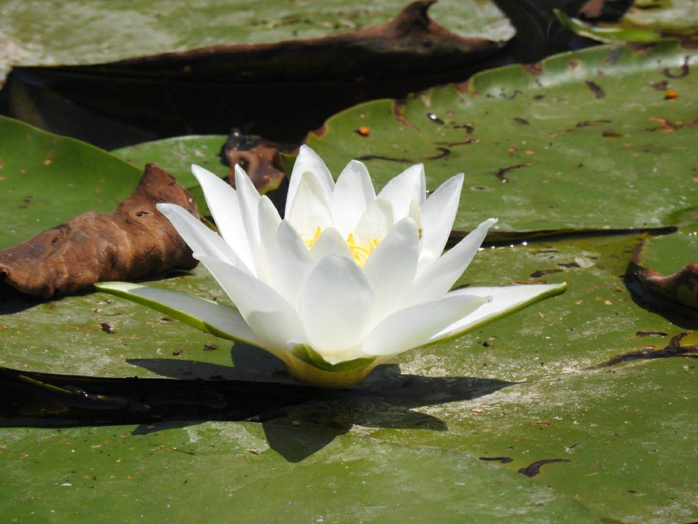 Nymphaea alba