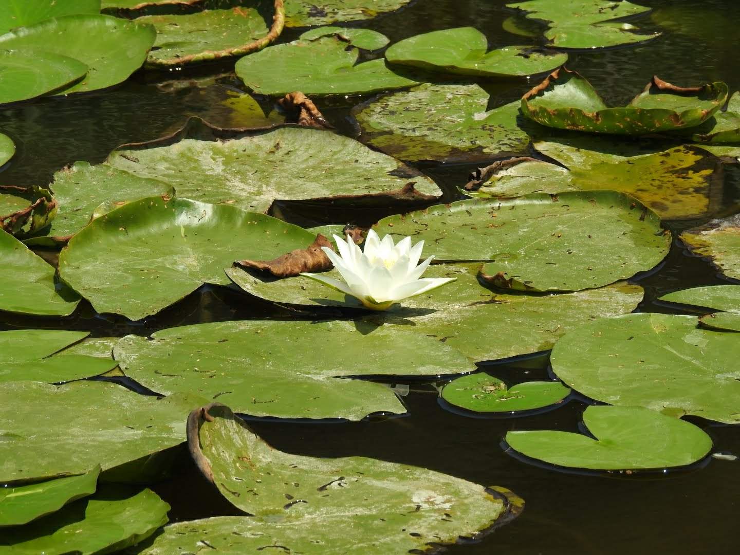 Nymphaea alba