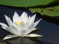 Nymphaea alba