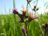 Cirsium palustre