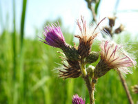 Cirsium palustre