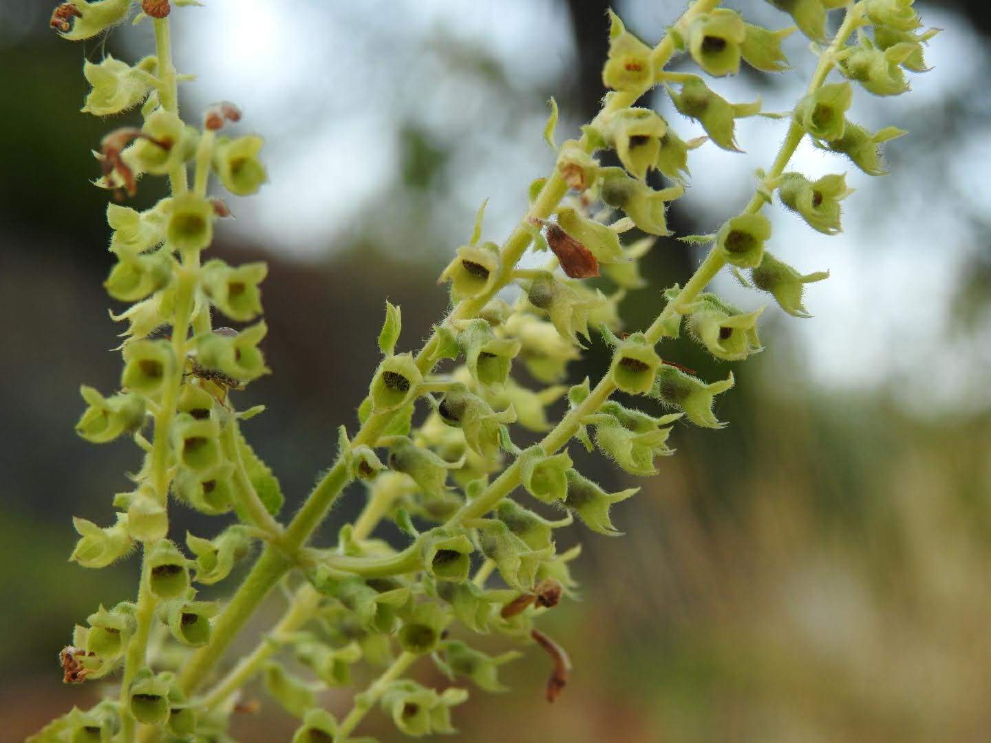 Teucrium scorodonia