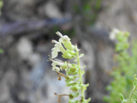 Teucrium scorodonia