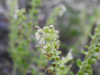 Teucrium scorodonia