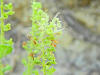 Teucrium scorodonia