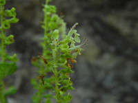 Teucrium scorodonia