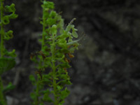 Teucrium scorodonia