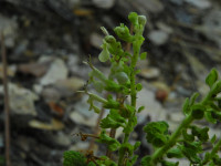 Teucrium scorodonia