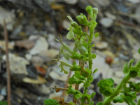 Teucrium scorodonia
