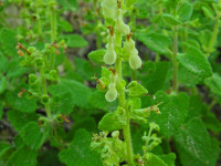 Teucrium scorodonia