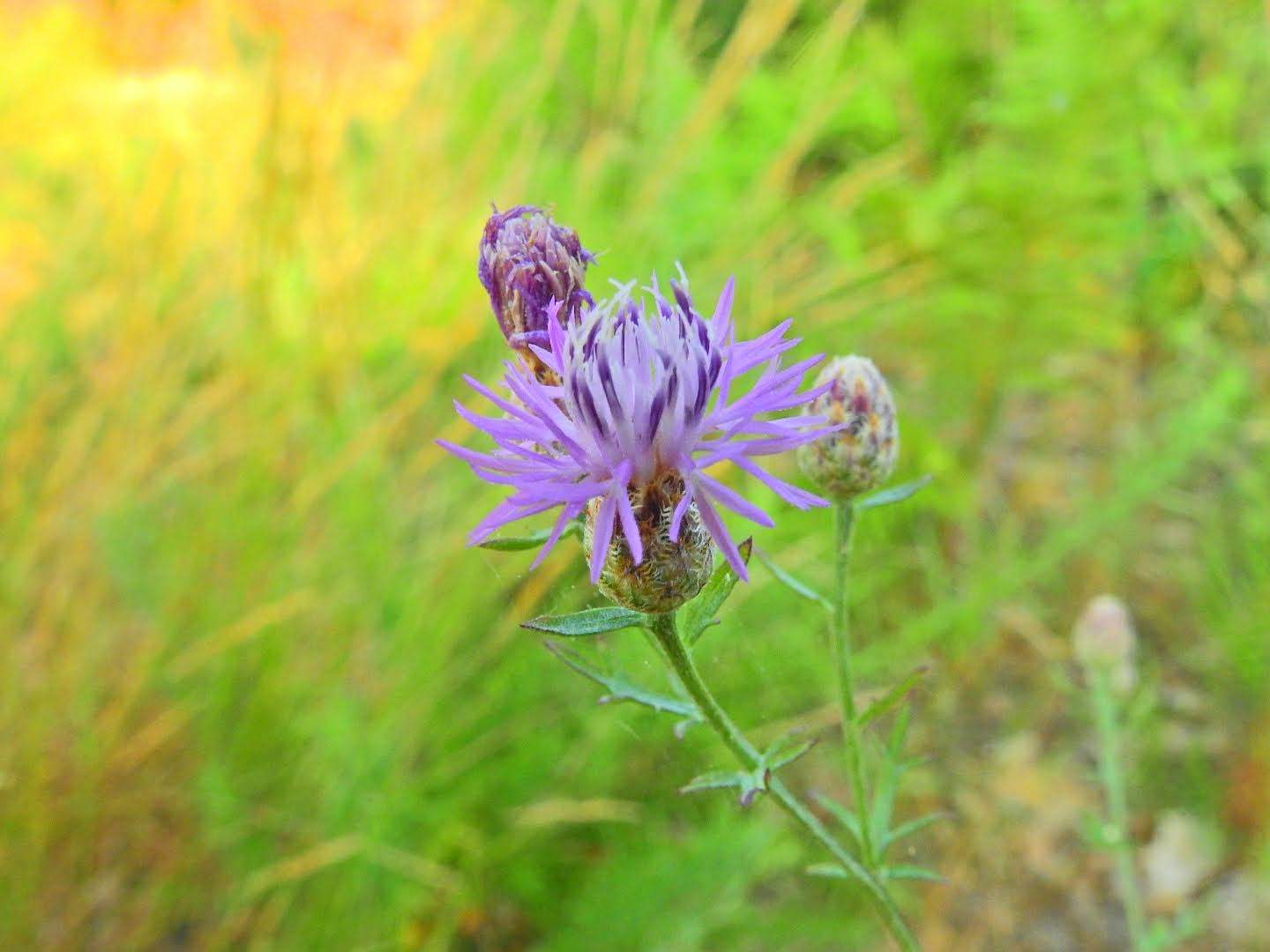 Centaurea paniculata