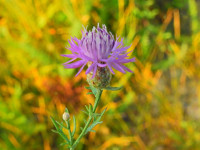 Centaurea paniculata