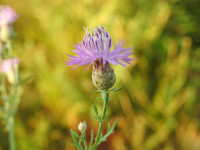 Centaurea paniculata