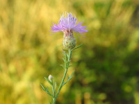 Centaurea paniculata