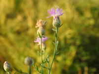 Centaurea paniculata